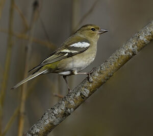 Pinson des arbres 
&copy; Alain Chappuis