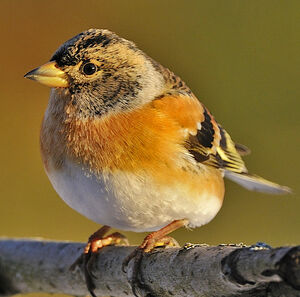 Brambling