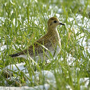 European Golden Plover