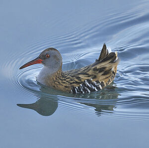R�le d'eau 
&copy; Alain Chappuis