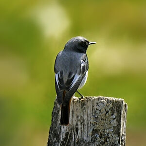 Black Redstart
