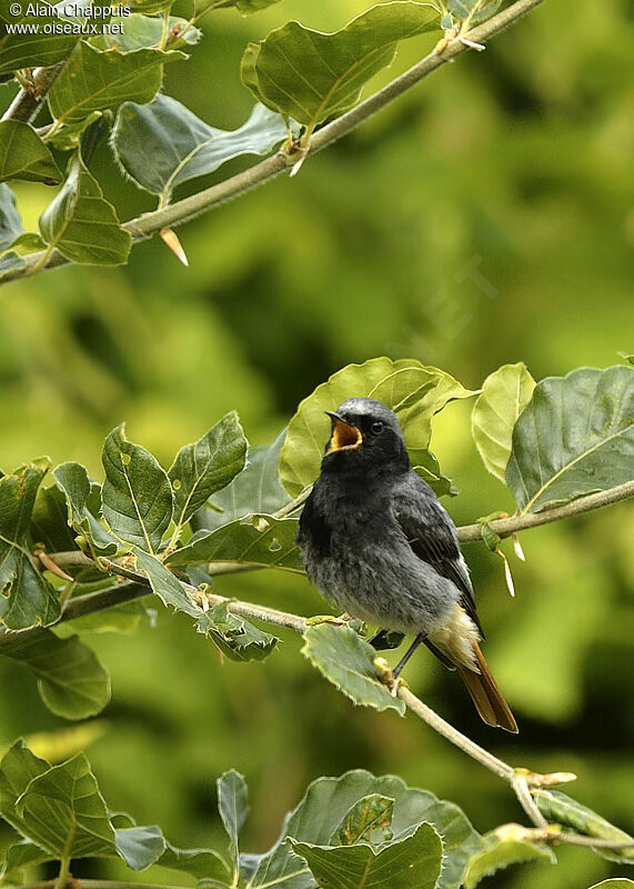 Black Redstart male adult, identification, song, Behaviour