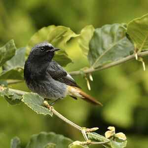 Black Redstart