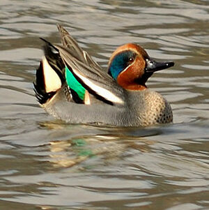Eurasian Teal 
&copy; Alain Chappuis