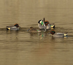 Eurasian Teal 
&copy; Alain Chappuis