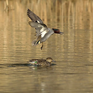Eurasian Teal 
&copy; Alain Chappuis