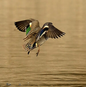 Eurasian Teal 
&copy; Alain Chappuis