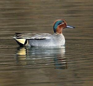 Eurasian Teal 
&copy; Alain Chappuis