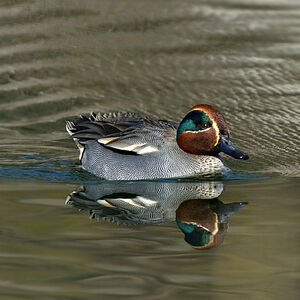 Eurasian Teal 
&copy; Alain Chappuis