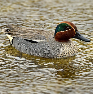 Eurasian Teal 
&copy; Alain Chappuis