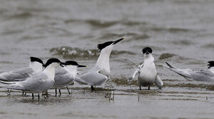 Sandwich Tern 
&copy; Alain Chappuis