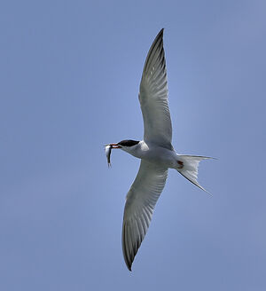 Common Tern 
&copy; Alain Chappuis