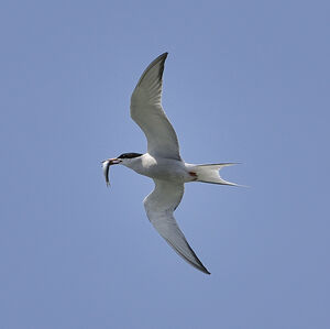 Common Tern 
&copy; Alain Chappuis