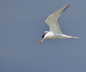 Common Tern 
&copy; Alain Chappuis