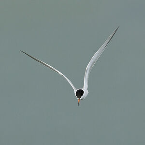 Common Tern 
&copy; Alain Chappuis