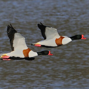Common Shelduck 
&copy; Alain Chappuis