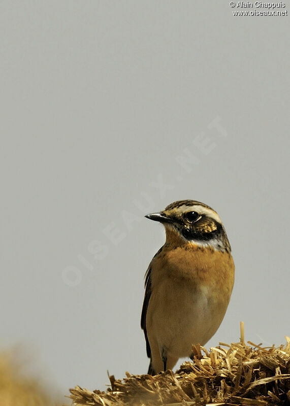 Whinchat male adult, identification, Behaviour