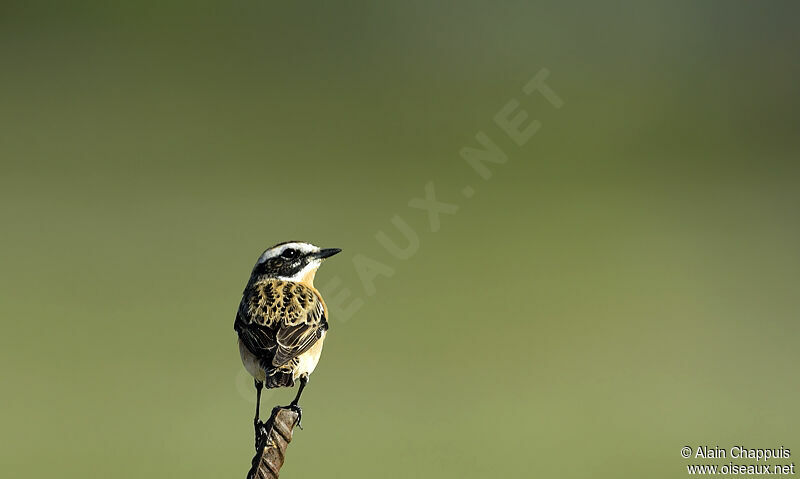 Whinchat male adult, Behaviour