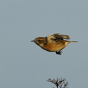 European Stonechat 
&copy; Alain Chappuis