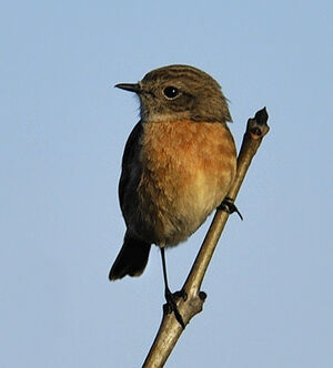 European Stonechat 
&copy; Alain Chappuis