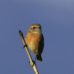 European Stonechat 
&copy; Alain Chappuis