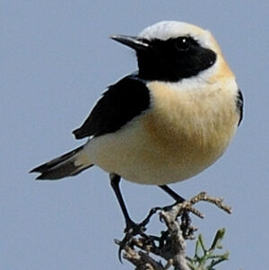 Black-eared Wheatear