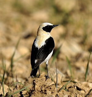 Black-eared Wheatear