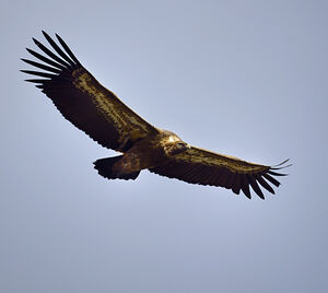Griffon Vulture