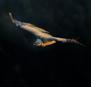 Griffon Vulture