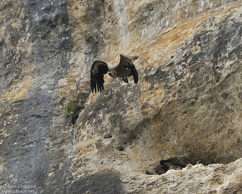 Griffon Vulture adult, identification, Flight, Reproduction-nesting, Behaviour