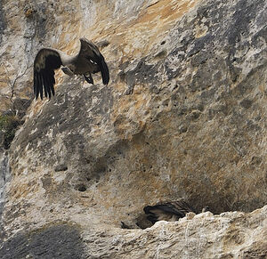 Griffon Vulture