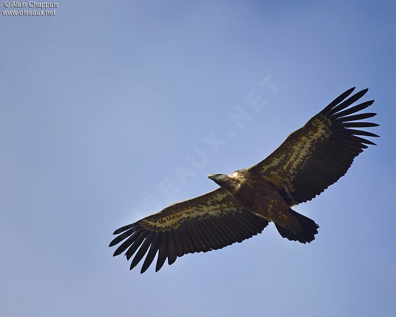 Griffon Vultureadult, identification, Flight, Behaviour