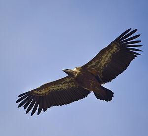 Griffon Vulture