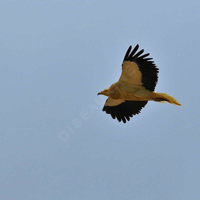 Vautour percnoptère - Neophron percnopterus