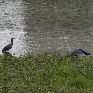 Aigrette ardoisée