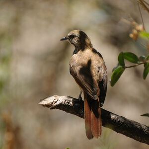 Cichladuse tachet�e