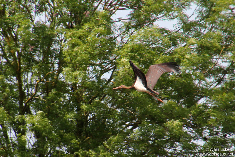 Black Storkimmature, Flight