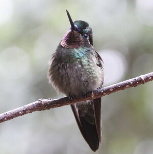 Colibri � gorge pourpr�e