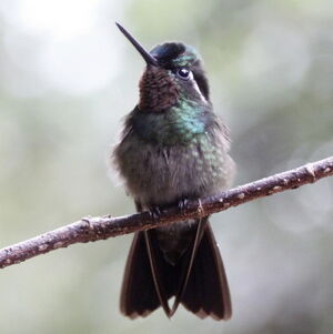 Colibri � gorge pourpr�e