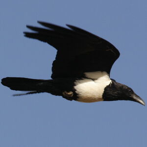 Corbeau pie
