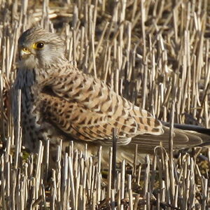 Faucon crécerelle