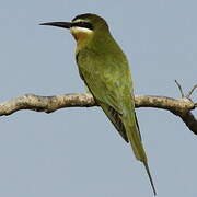 Olive Bee-eater