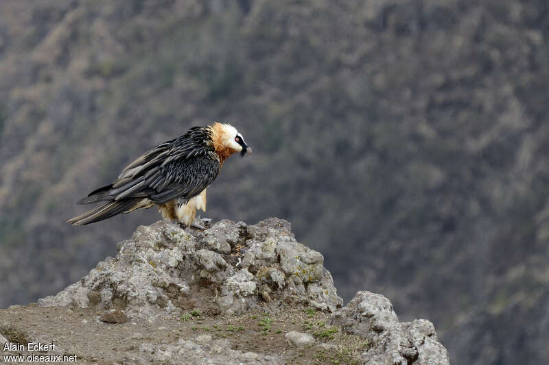 Bearded Vultureadult, habitat, pigmentation