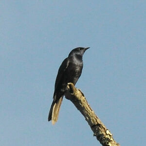 Stuhlmann's Starling
