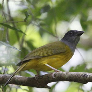 Grey-headed Tanager