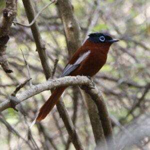 Malagasy Paradise Flycatcher
