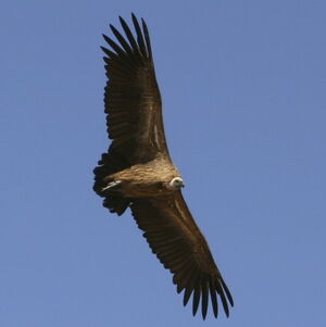 Vautour africain