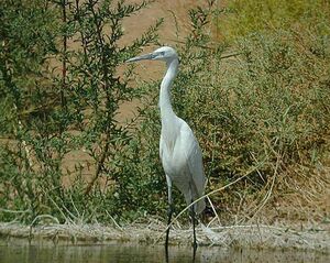 Aigrette des récifs