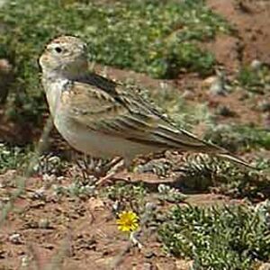 Greater Short-toed Lark