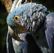 Hyacinth Macaw